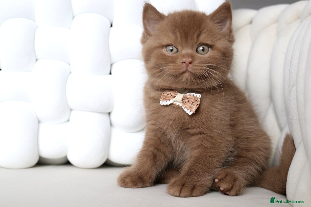 British Shorthair cats for sale: ❤️ Beautiful British Shorthair ❤️ - Image 21