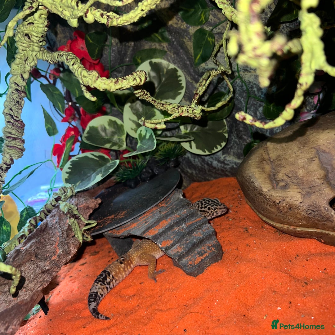 Leopard Gecko reptiles for sale: Leopard gecko & full set up exo terra 45x45x30cm.  - Image 4