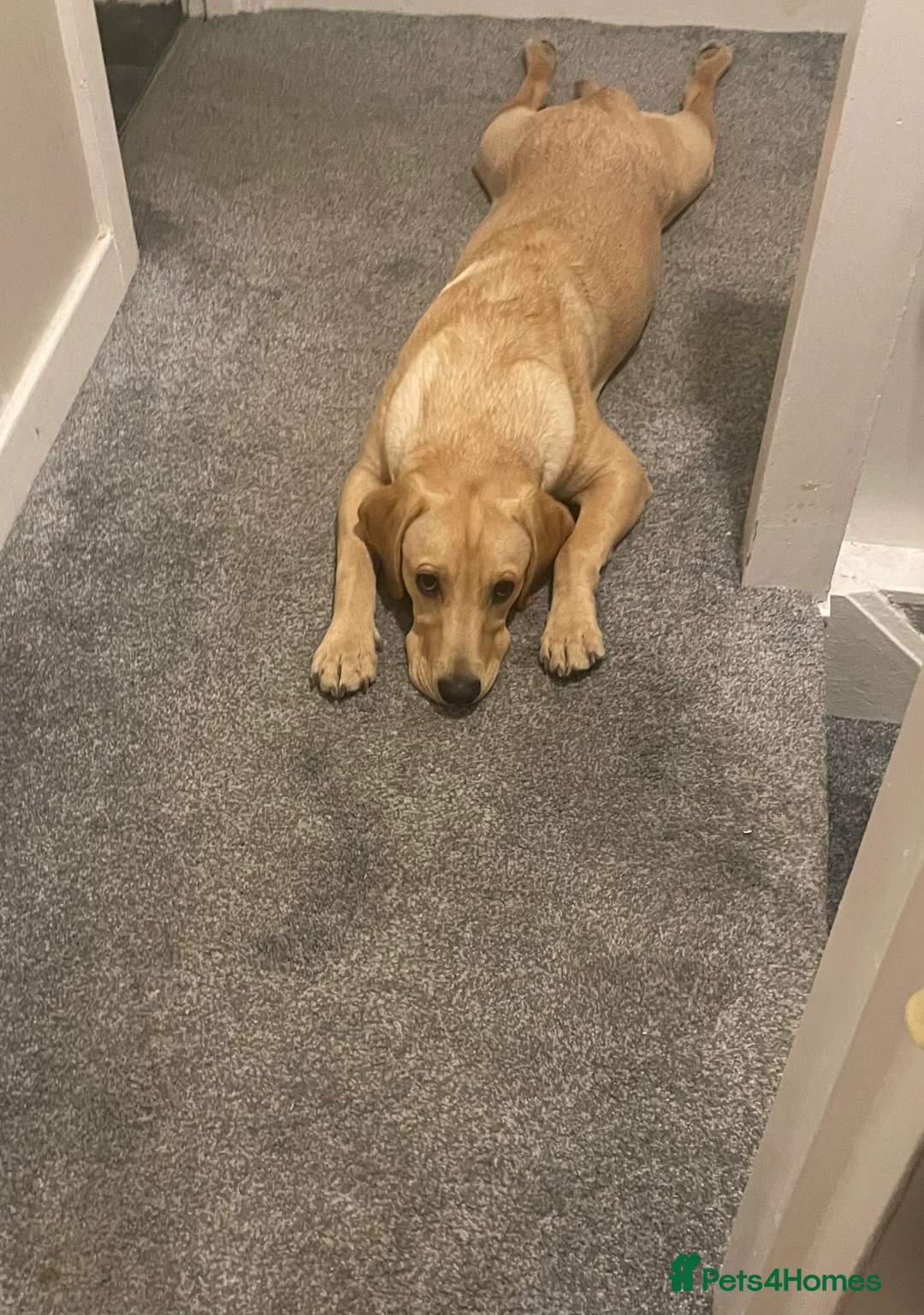Labrador Retriever dogs for sale: Yellow Labrador retriever  - Advert 1