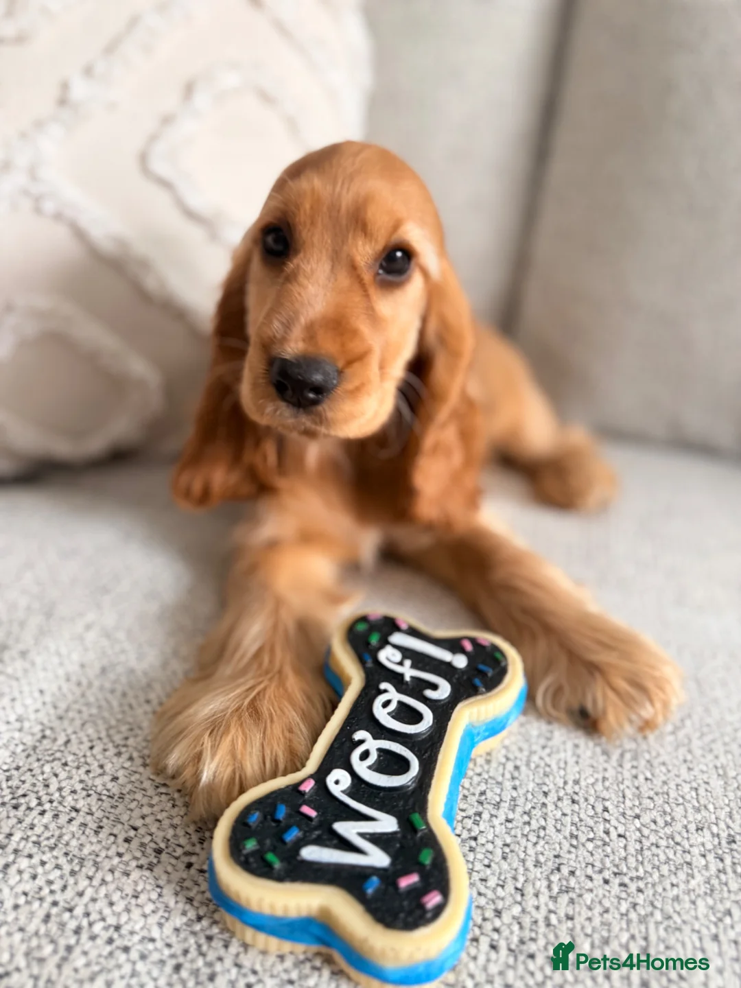 Cocker Spaniel dogs for sale: Champion Bloodline KC Show Cocker Spaniel Puppies  - Advert 2