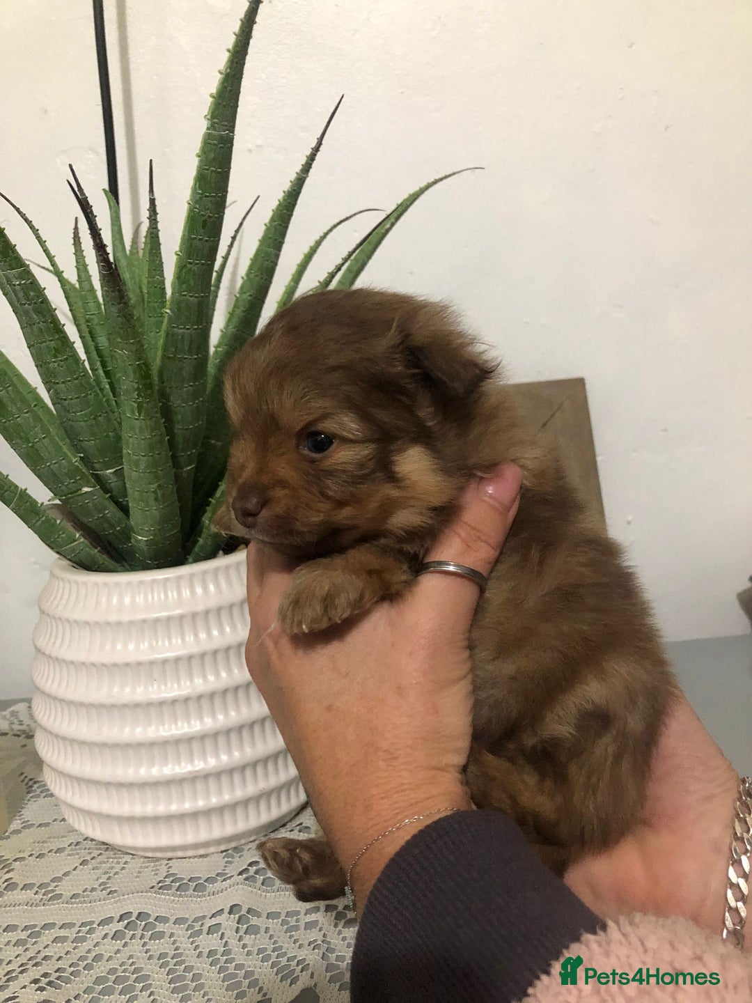 Pomeranian dogs for sale: Pomeranian Puppies  - Advert 7