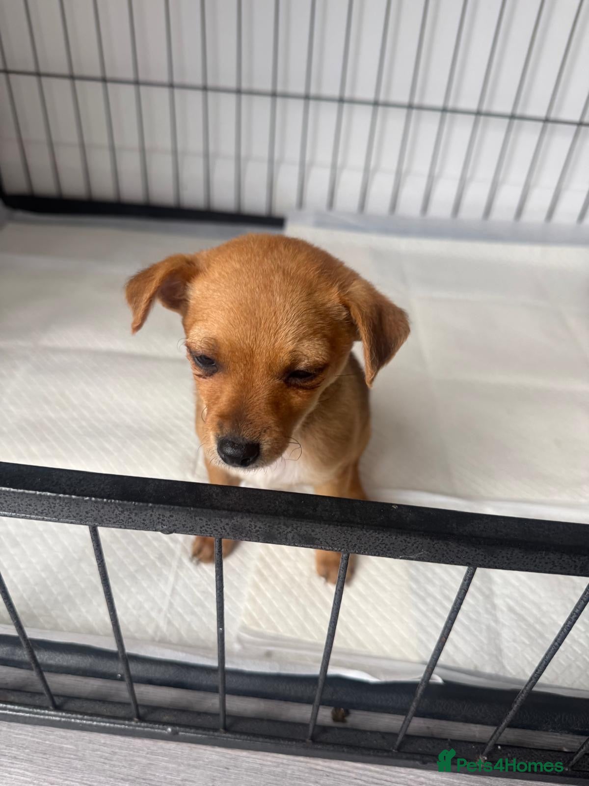 Mixed Breed dogs 1 LEFT Norfolk terrier x Pomeranians READY NOW  - Advert 2
