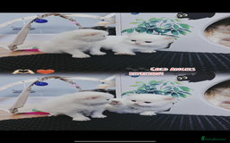 British Longhair cats for sale: 🐾🤩❤️Gold Angels - tiny stars 🐾❤️🐱 - Image 19