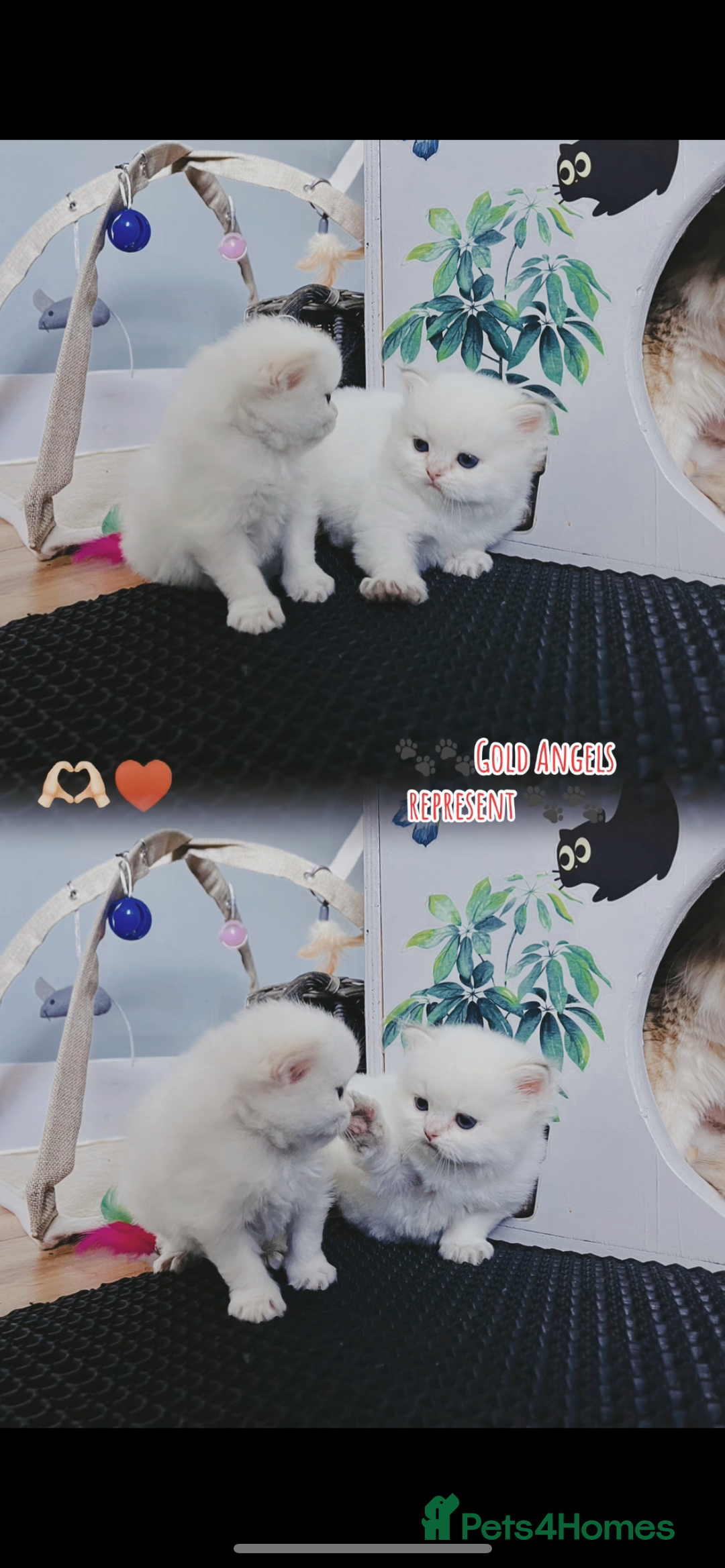 British Longhair cats for sale: 🐾🤩❤️Gold Angels - tiny stars 🐾❤️🐱 - Image 19