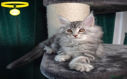 Maine Coon cats for sale: STUNNING XL PEDIGREE MAINE COON KITTENS  - Image 21