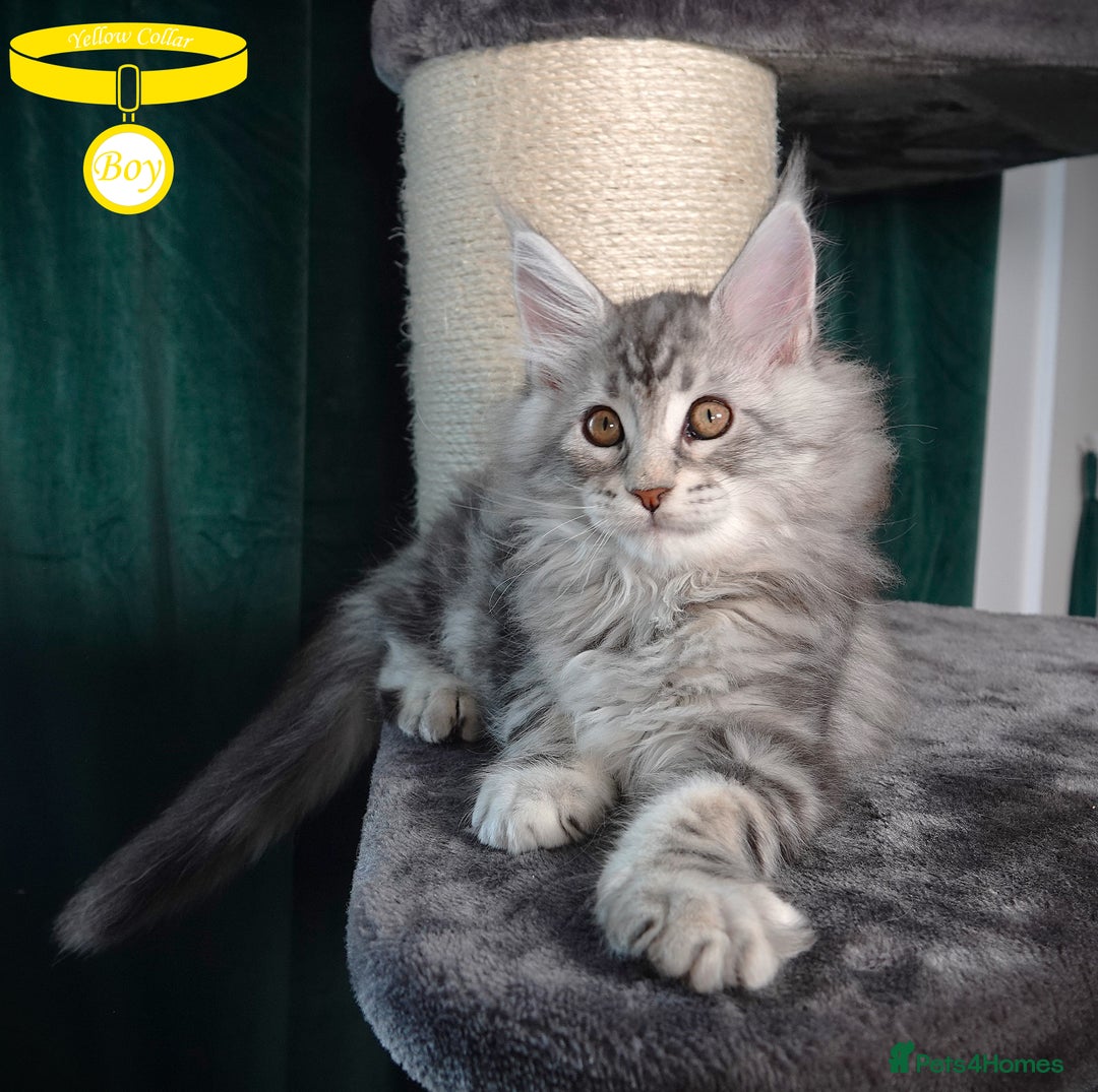 Maine Coon cats for sale: STUNNING XL PEDIGREE MAINE COON KITTENS  - Image 21