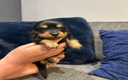 Dachshund dogs for sale: Longhaired miniature daschunds for sale - Image 4