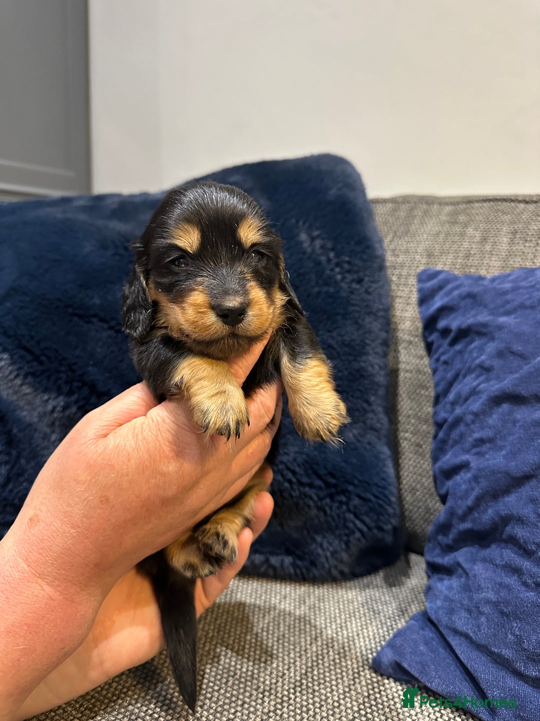 Dachshund dogs for sale: Longhaired miniature daschunds for sale - Image 4