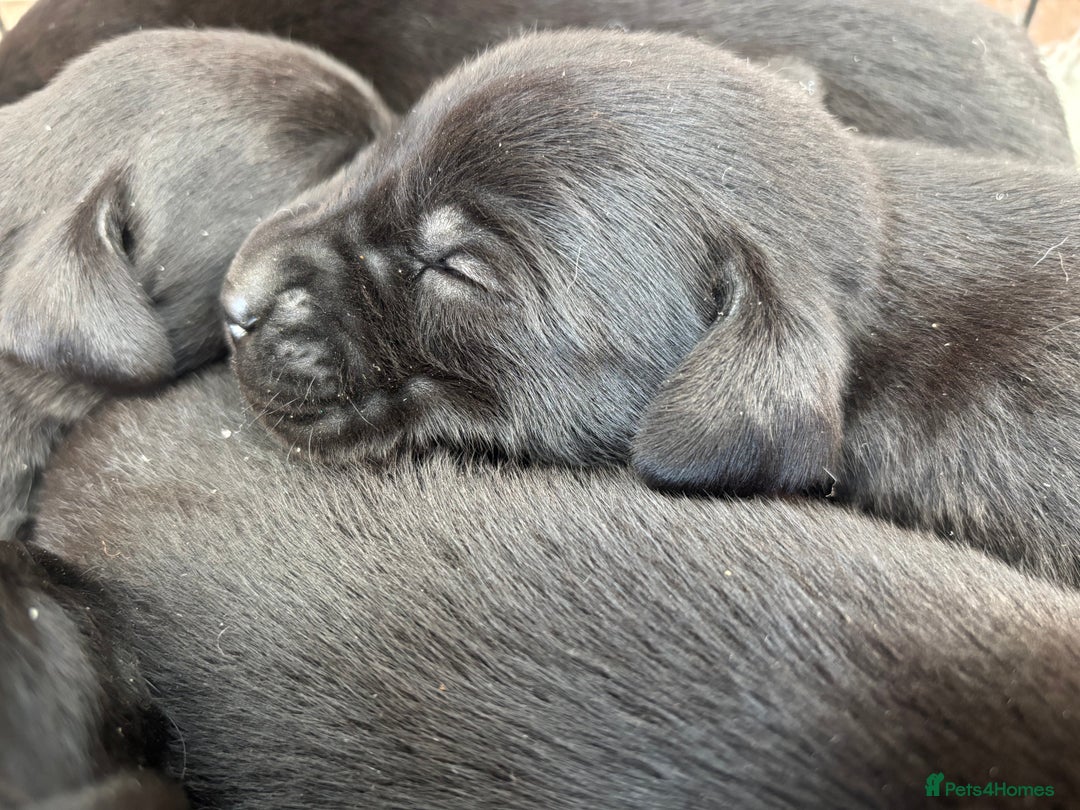 Labrador Retriever dogs for sale: Pedigree working line Labrador puppies  - Advert 4