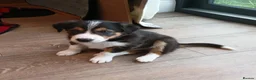 Border Collie dogs for sale: Border collie pups for sale - Advert 3