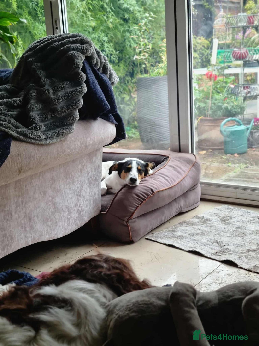 Mixed Breed dogs for adoption: Meet Comet – A Loyal Heart Waiting for His Chance - Image 5