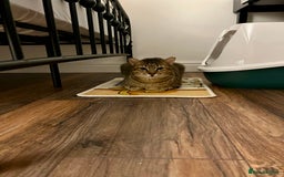 Arabian Mau cats for adoption: Kevin is looking for his human  - Advert 11