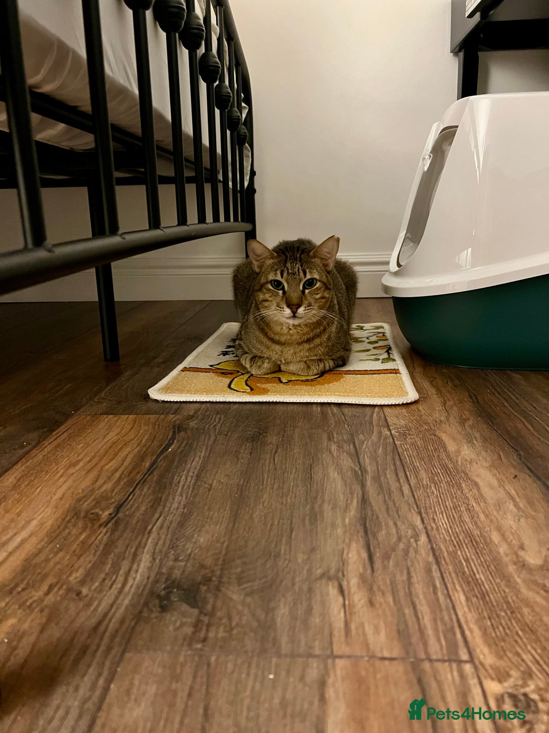 Arabian Mau cats for adoption: Kevin is looking for his human  - Advert 11