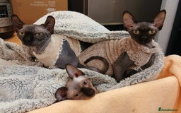 Sphynx cats for sale: Silver elf and black little babies - Image 4