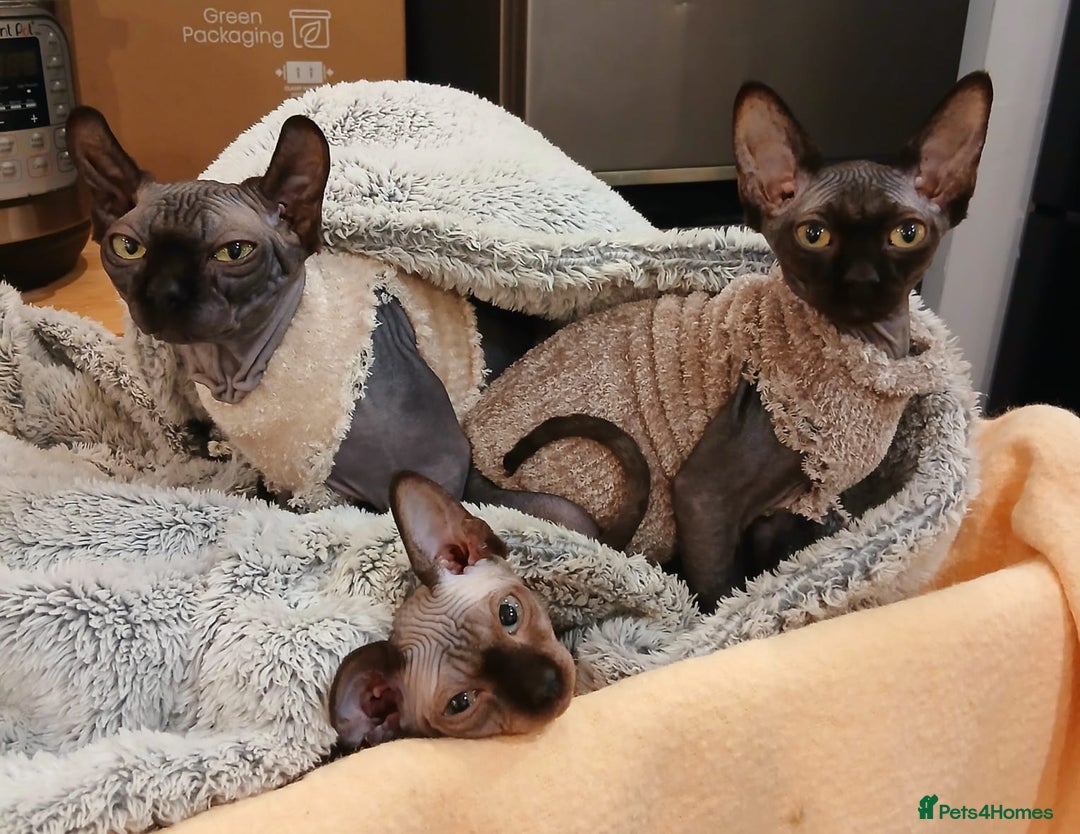 Sphynx cats for sale: Silver elf and black little babies - Image 4