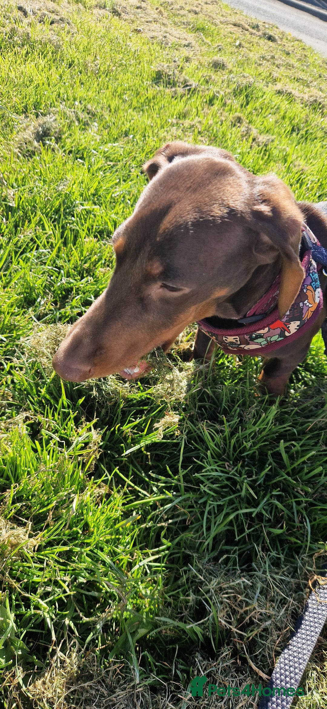 Dachshund dogs for sale: 1 Year Old Miniature Dachshund For Sale - Image 2