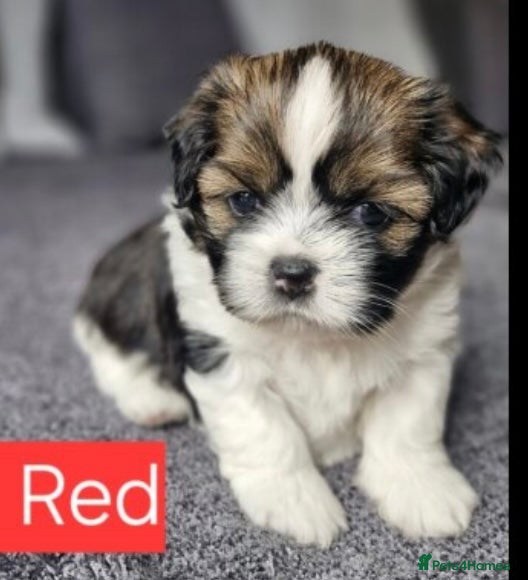 Shih Tzu dogs Lilly 7 month old girl  - Advert 1