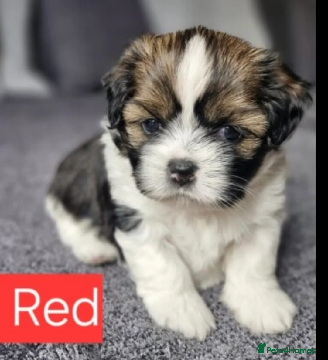 Shih Tzu dogs for sale: Lilly 7 month old girl  - Advert 1