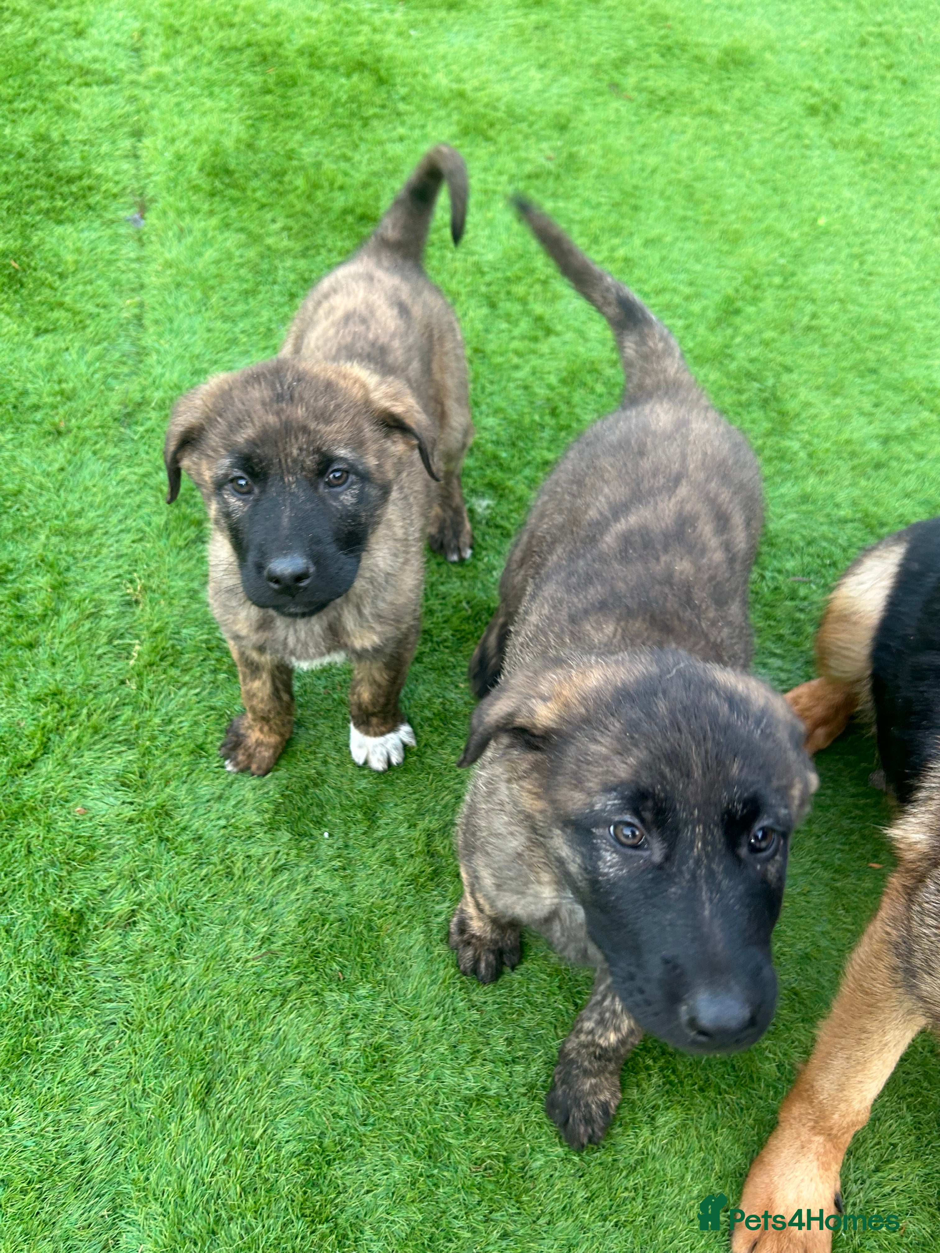 Mixed Breed dogs GermanshepherdXCaucasianShepherd - Advert 14