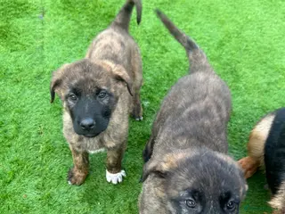 Mixed Breed dogs GermanshepherdXCaucasianShepherd - Advert 14
