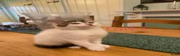 British Shorthair cats for sale: British Shorthair Kittens  - Advert 11