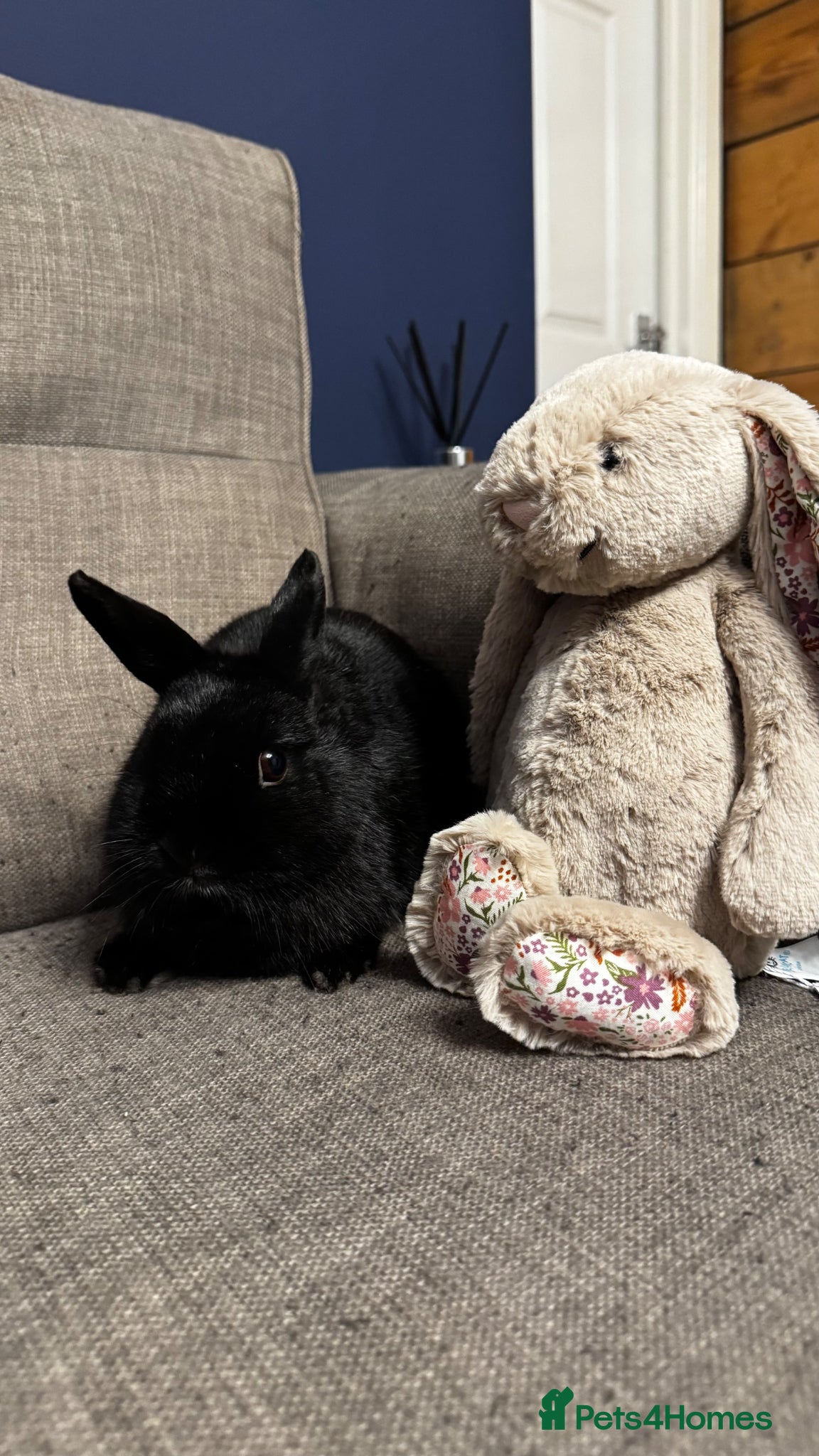 Netherland Dwarf rabbits Female Netherland Dwarf  - Advert 1