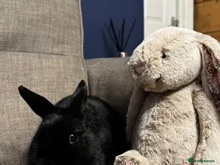 Netherland Dwarf rabbits Female Netherland Dwarf - Advert 1