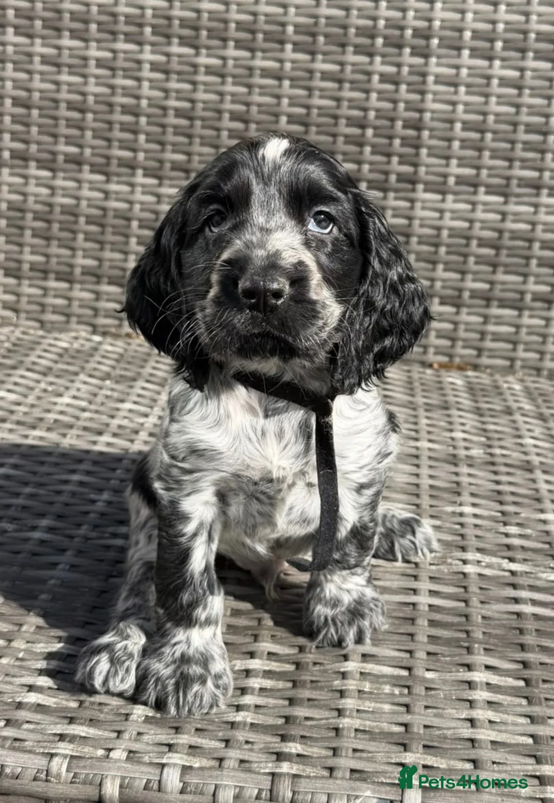 Cocker Spaniel dogs for sale: KC registered Cocker Spaniel Pups DNA Tested - Advert 12