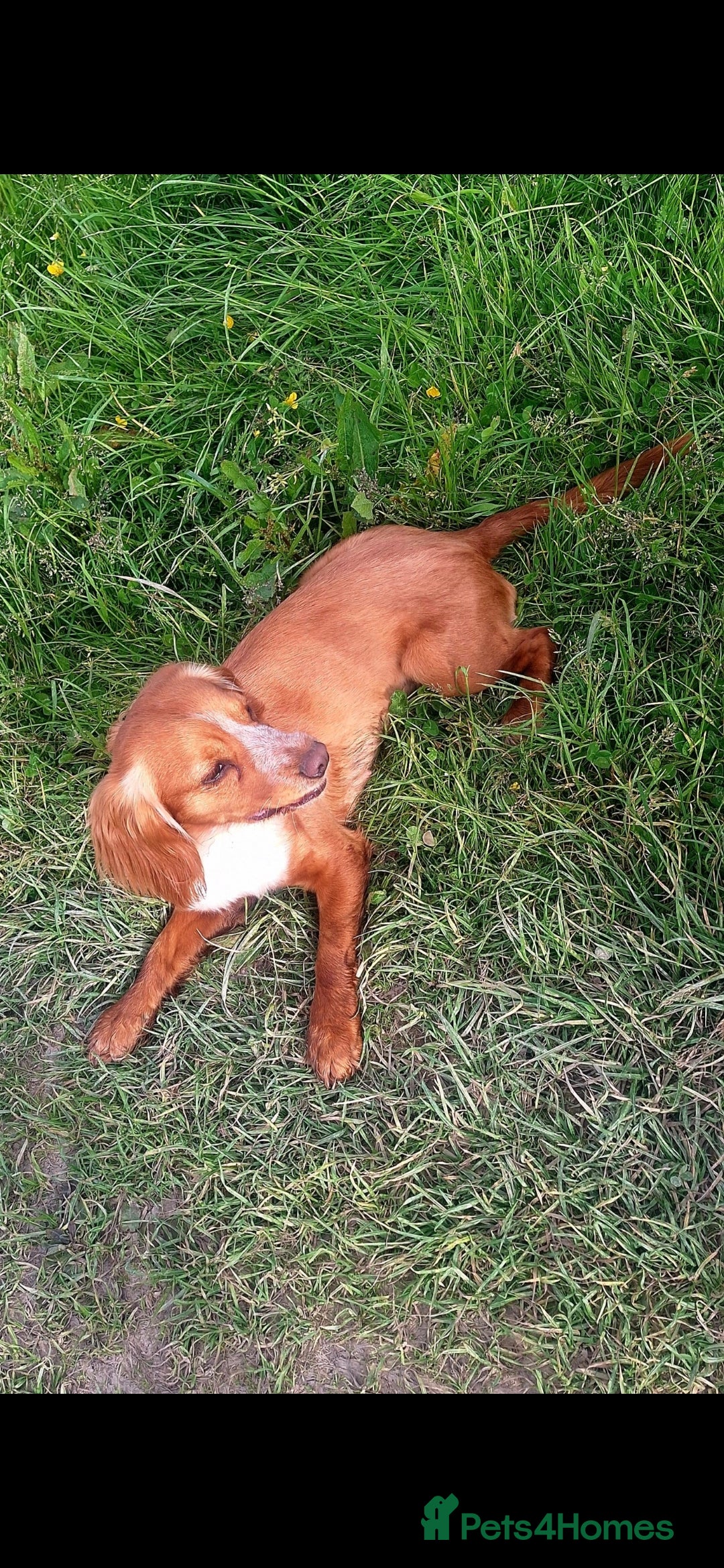 Mixed Breed dogs for sale: Cocker x Kelpie Puppies - Advert 2