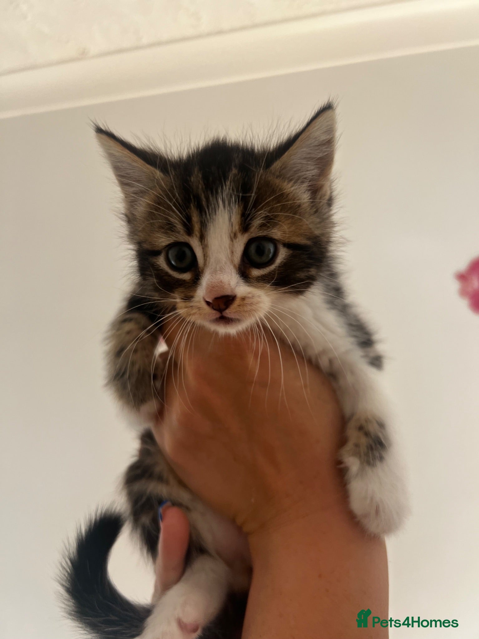 Mixed Breed cats 4 adorable kittens for sale  - Advert 1