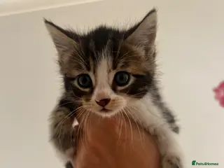 Mixed Breed cats 4 adorable kittens for sale - Advert 1
