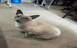 Siamese cats for sale: Female Siamese for rehome - Image 2