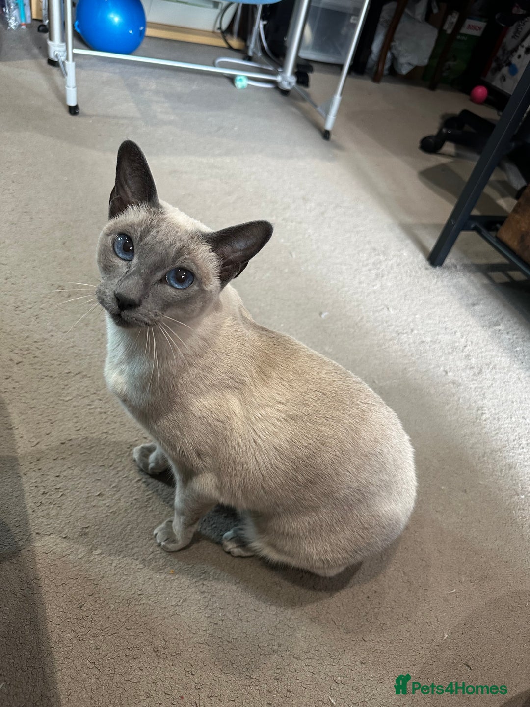 Siamese cats for sale: Female Siamese for rehome - Image 2