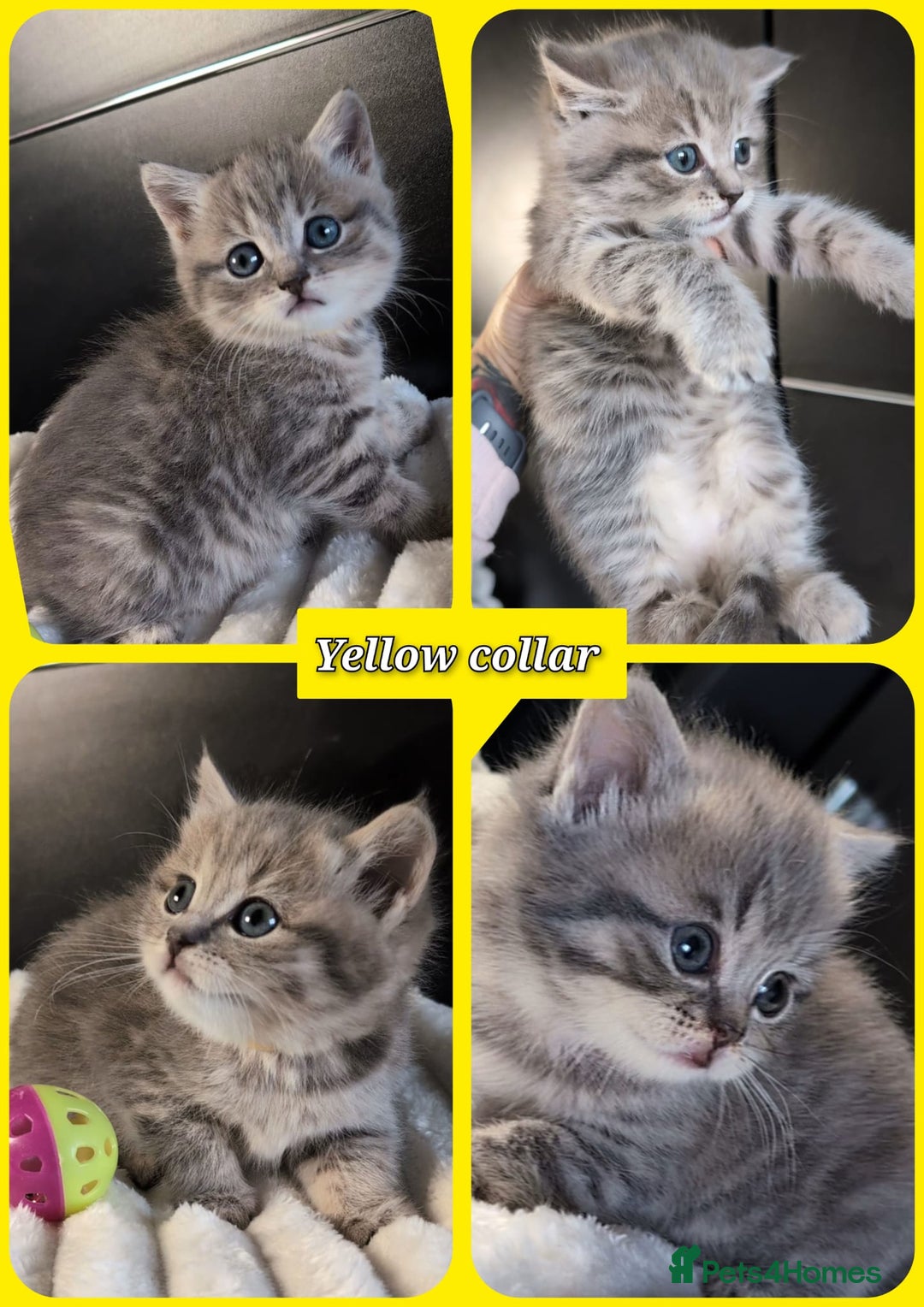 British Longhair cats for sale: 💖💙 BSH and BLH ● TICA & GCCF reg ●  - Advert 7