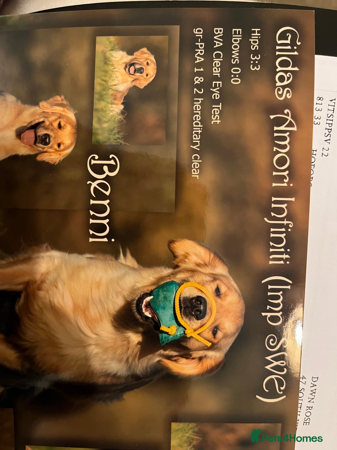 Golden Retriever dogs for sale: Golden Retriever puppies for sale- KC Devontriever - Advert 7