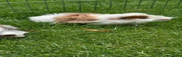 Guinea Pig rodents for sale: Two baby boy guniea pig babies for sale  in Consett - Advert 7