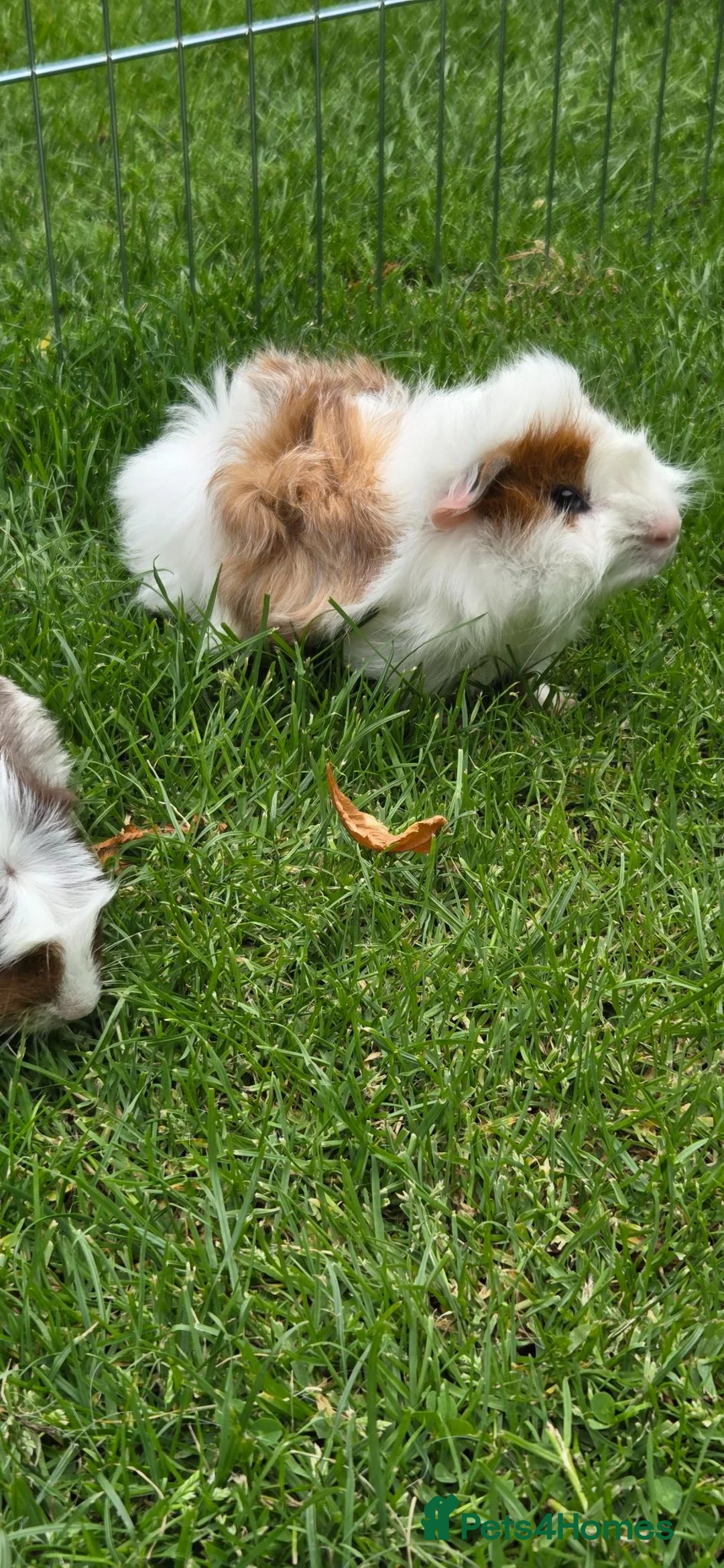Guinea Pig rodents for sale: Two baby boy guniea pig babies for sale  in Consett - Advert 7