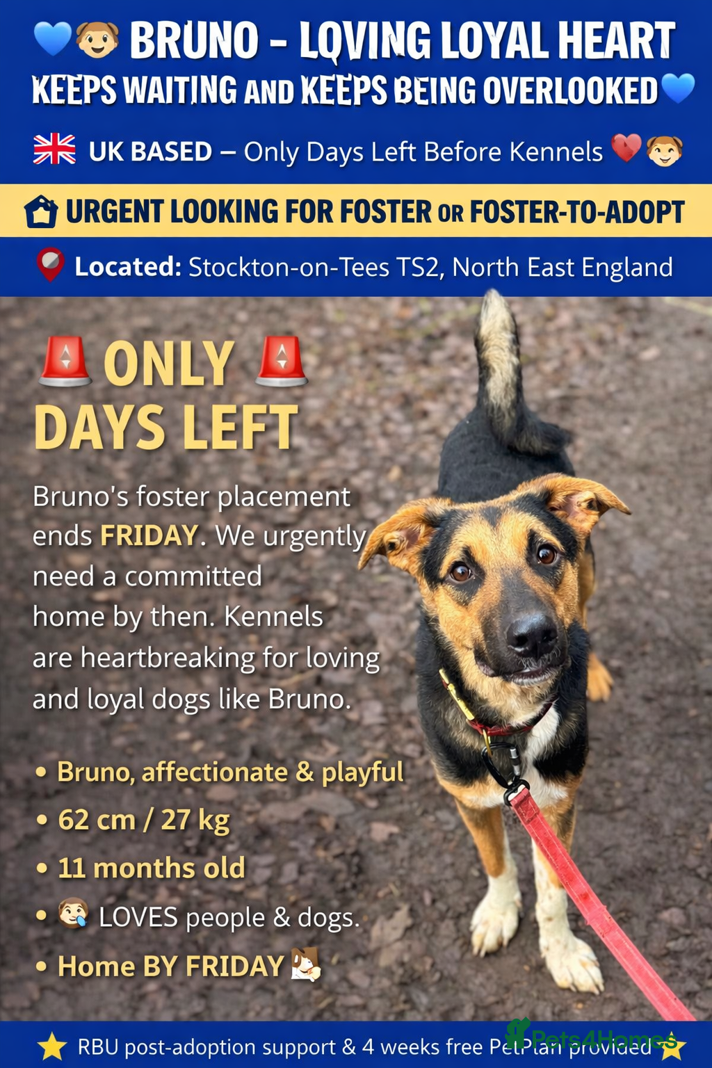 Mixed Breed dogs 💙BRUNO💙Loyal Loving Overlooked 11 months old - Advert 1