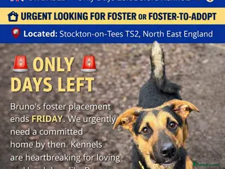 Mixed Breed dogs 💙BRUNO💙Loyal Loving Overlooked 11 months old - Advert 1