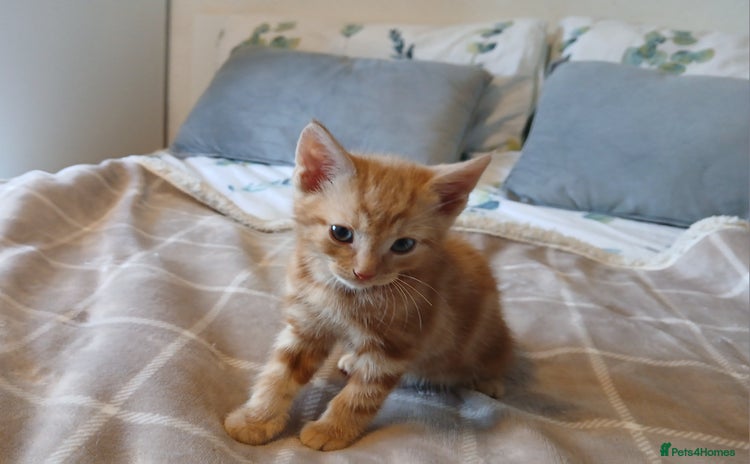 Mixed Breed cats - Advert 1