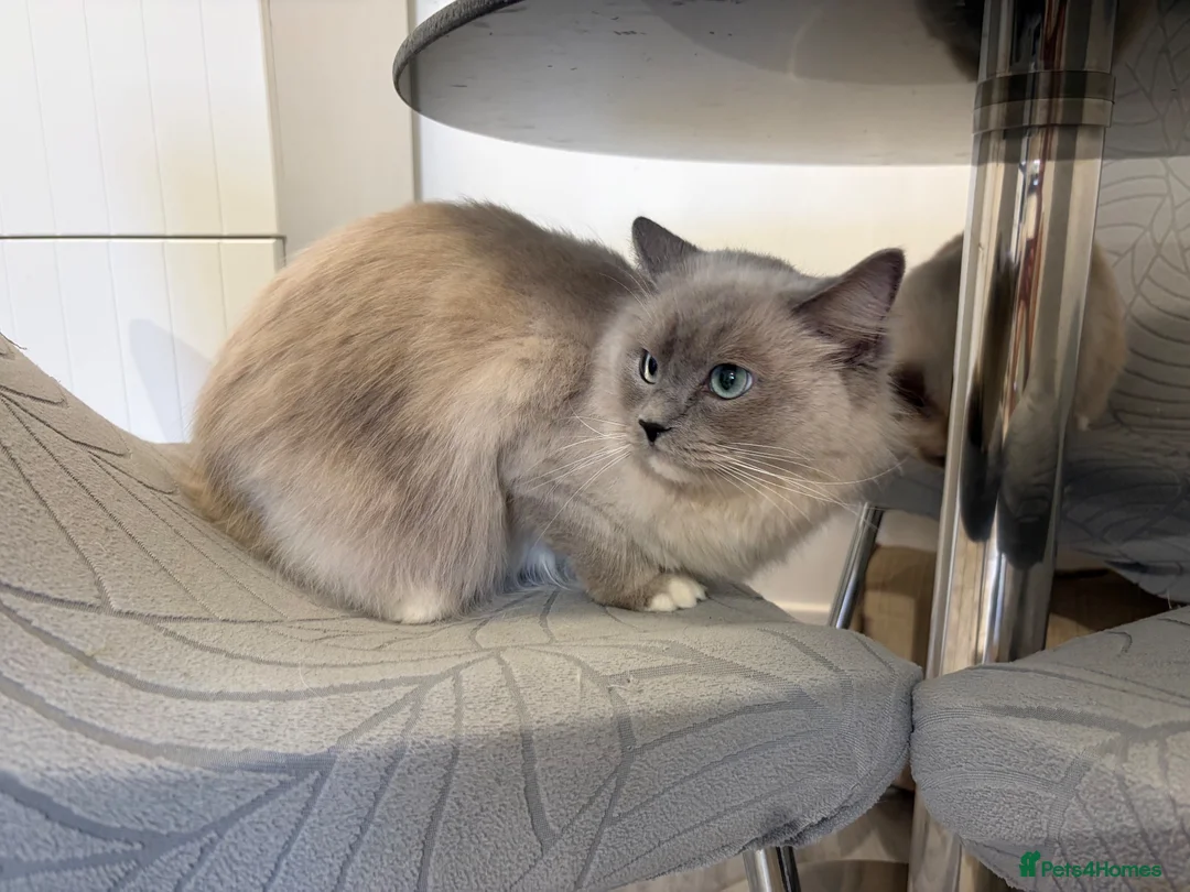Ragdoll cats for sale: Beautiful Ragdoll female cats - Advert 7