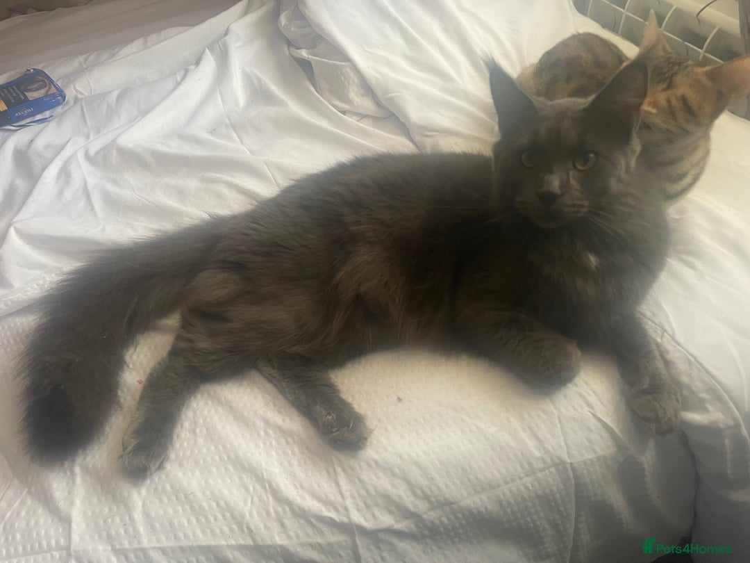 Maine Coon cats for sale: Female Maine coon  - Advert 6