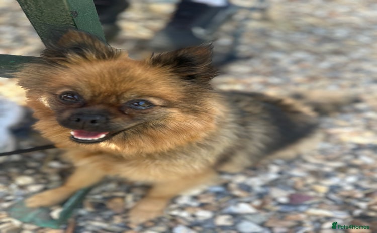Pomeranian dogs - Advert 13