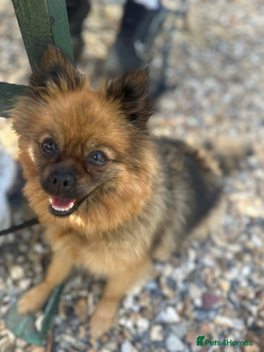 Pomeranian dogs for sale: Pedigree Pomeranian 2yrs old  - Image 1