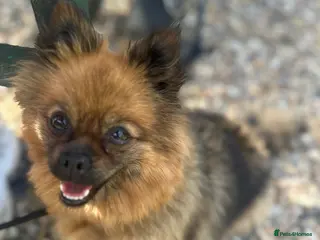 Pomeranian dogs Pedigree Pomeranian 2yrs old - Advert 1