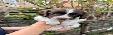 English Springer Spaniel 4