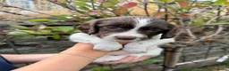 English Springer Spaniel dogs for sale: Liver & White English Springer Spaniel Puppies in Delabole - Advert 8