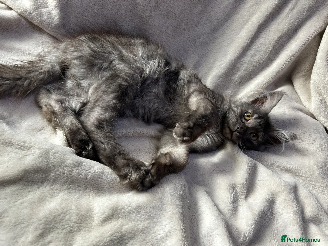 Maine Coon cats for sale: Maine coon Kitten redy now  - Advert 5