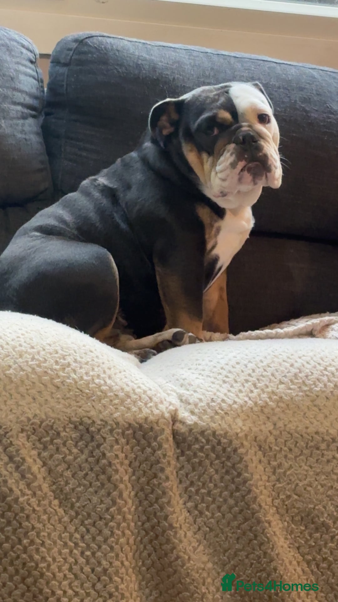 English Bulldog dogs for sale: rehoming our 1 year old bulldog - Advert 3