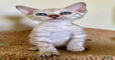 Bengal cats - Advert 12